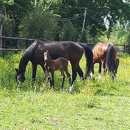 דירות Moult Gite Du Haras מראה חיצוני תמונה