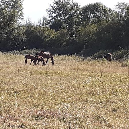 דירות Moult Gite Du Haras מראה חיצוני תמונה