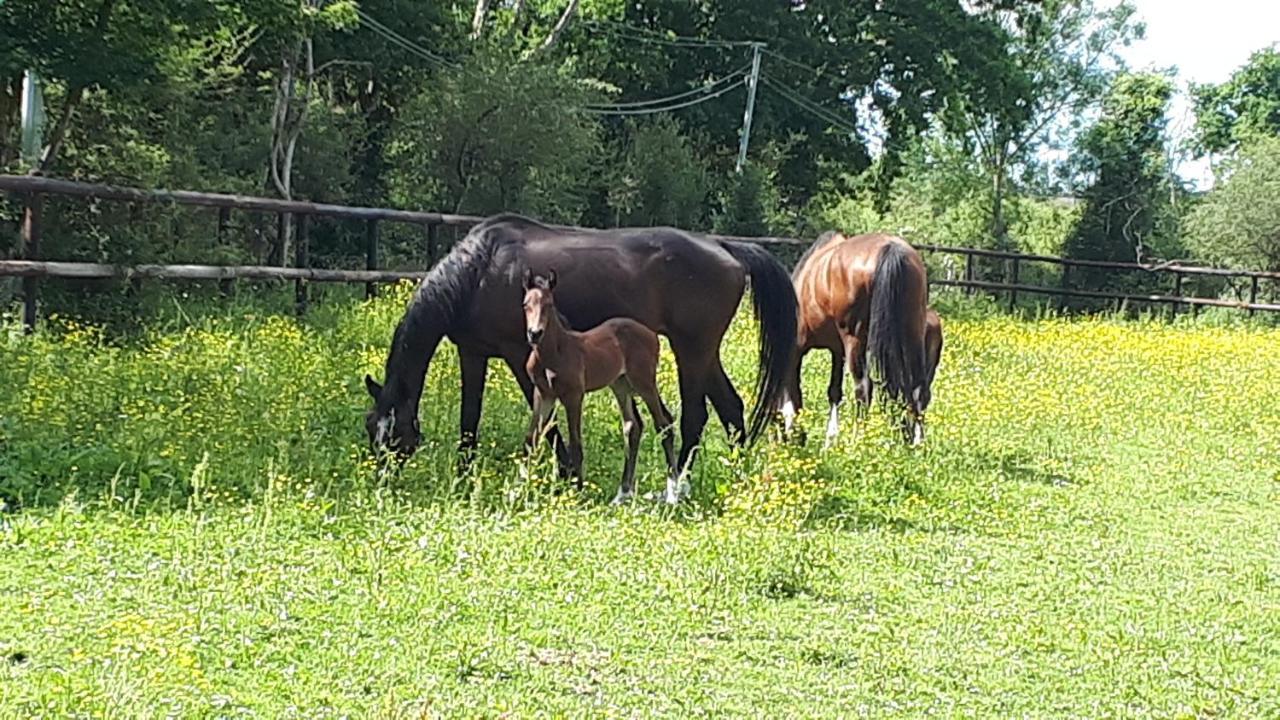 דירות Moult Gite Du Haras מראה חיצוני תמונה