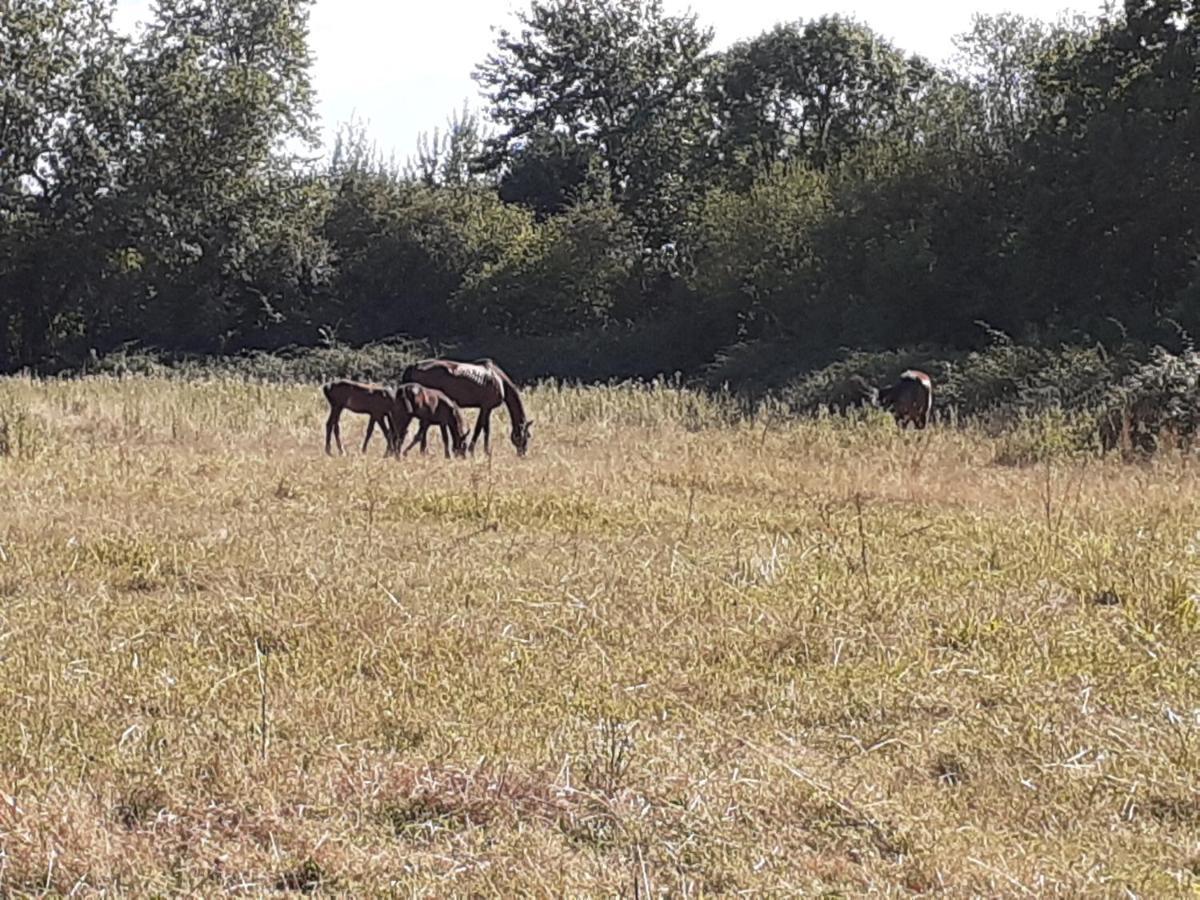 דירות Moult Gite Du Haras מראה חיצוני תמונה